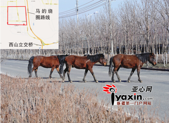 3月15日，幾匹馬慢悠悠地在橫穿烏市融合南路。亞心網(wǎng)首席記者張萬德攝