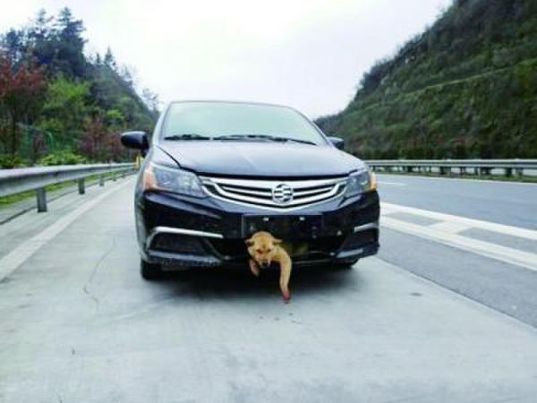 @婁底新聞網(wǎng)：一條狗在高速公路上被時速過百的汽車撞到后，生還的幾率能大過萬分之一嗎？